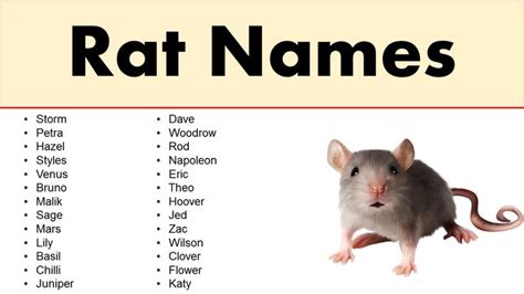 scientific names for rats